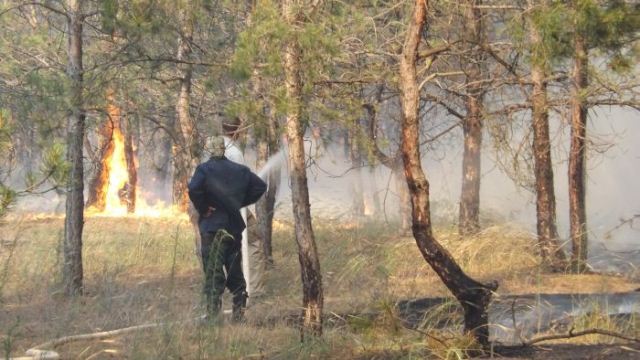 пожар цюрупинский лес