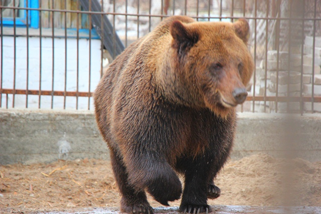 медведи херсон гидропарк