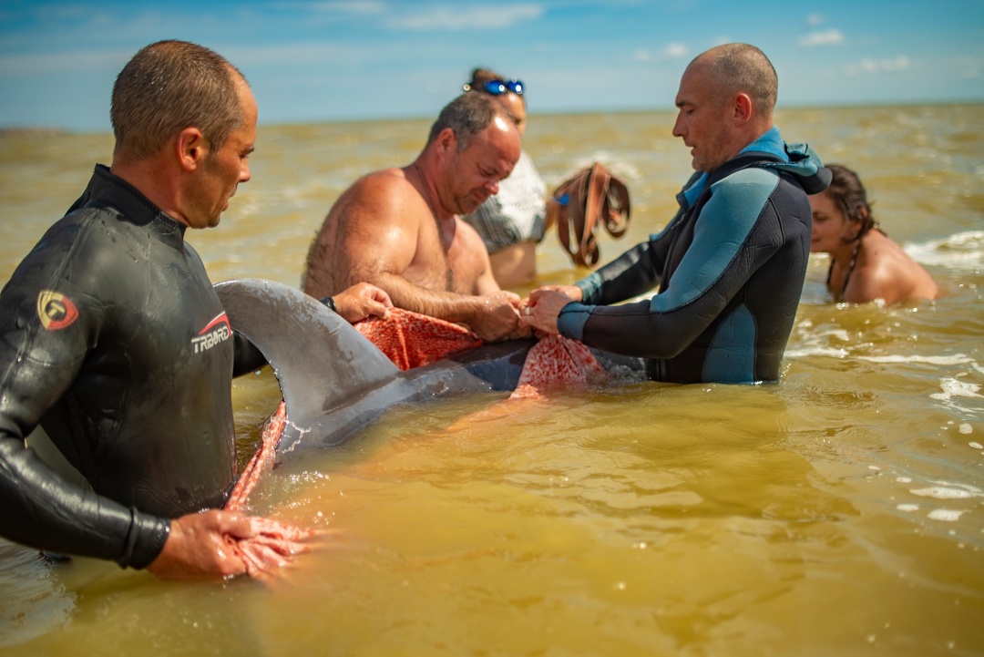На Херсонщині врятували дельфіна, якого шторм прибив до берегаФОТО14.06.2021 21:18