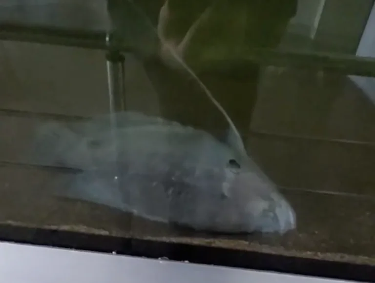 В Херсоні колаборанти заморили голодом акваріумних риб хдаеу