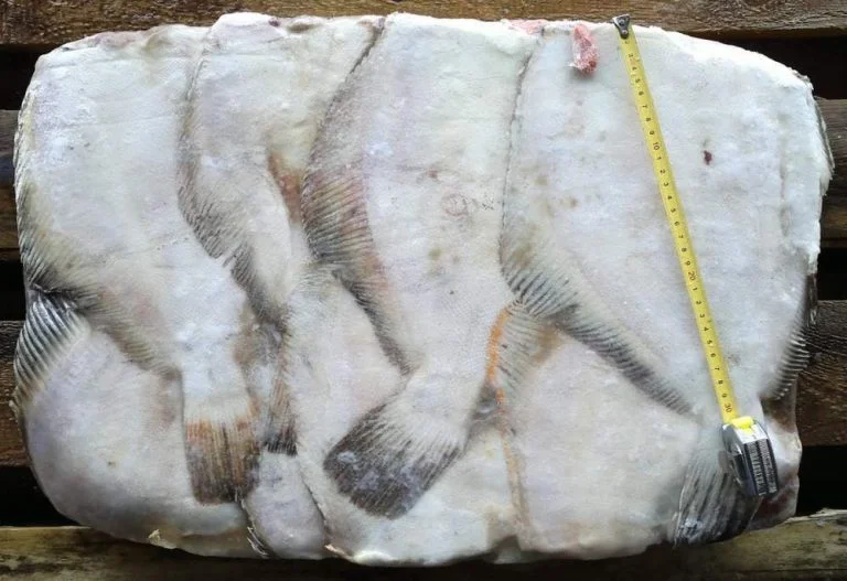 Заморожений калкан