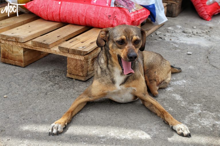 Поштовий оператор Meest запустив безкоштовну доставку корму для врятованих тварин Херсонщини