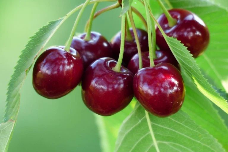 Компанія з Херсонщини відновила постачання черешень