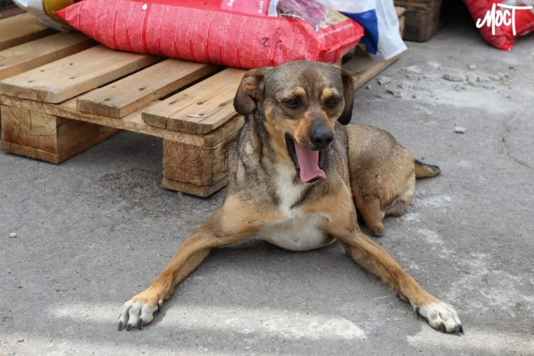 У Давидовому Броді зняли карантинні обмеження щодо сказу