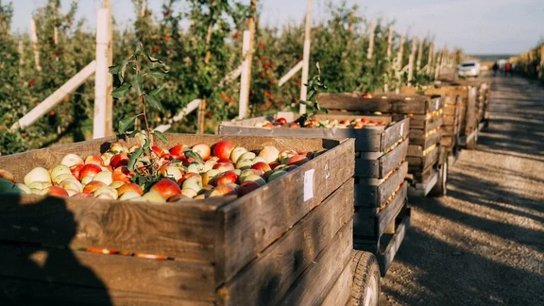 Після катастрофи на Каховській ГЕС найшвидше відновиться виробництво овочів та фруктів – експерт