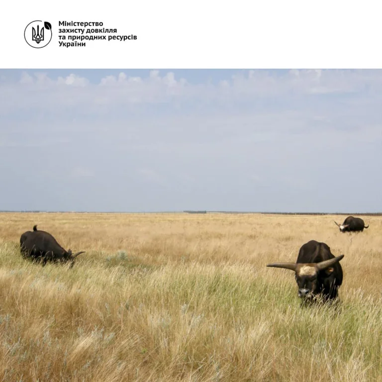 Через дії окупантів згоріло близько 300 га заповідного степу в Асканія Новій