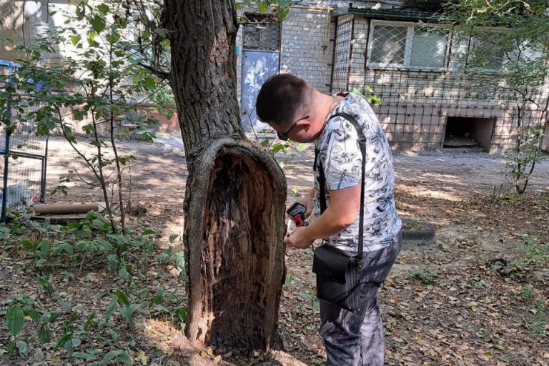 У Херсоні мають зрізати 44 дерева