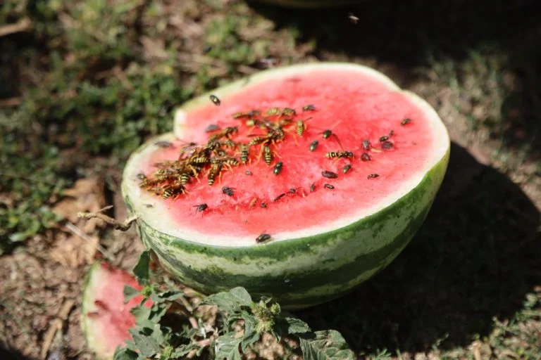 Після втрати 60% бджолосімей на Херсонщині запускають програму підтримки бджолярів