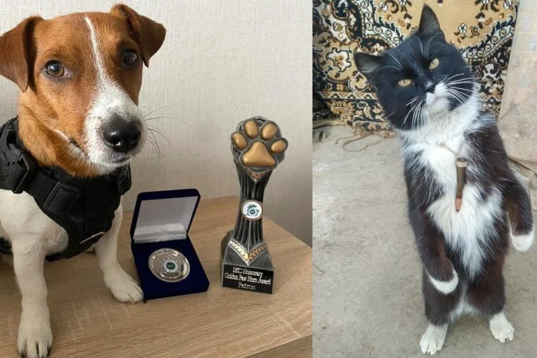 Одеські правоохоронці знайшли на Херсонщині кота Патрона