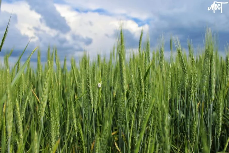 На Херсонщині збільшилась площа посіву озимих культур