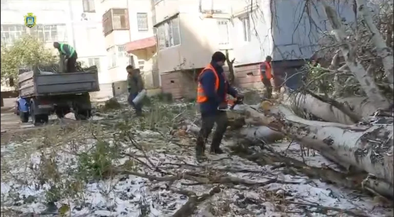 У Херсоні прибрали 11 дерев, які повалила негода