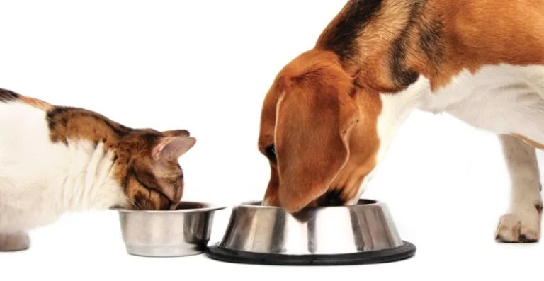 С тарелки в здоровье: изучим мир сухих кормов, консервов и лакомств для собак