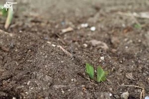 На ТОТ Херсонщини окупанти забирають землю у тих, хто не має російського паспорта, – “Жовта Стрічка”