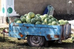 На Херсонщині хочуть збільшити площі для вирощування кавунів