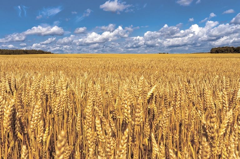 На Херсонщині використовують понад 90% розмінованих земель