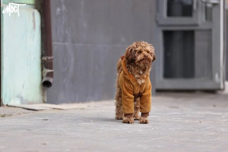 На лівобережжі Херсонщини зафіксовано спалах сказу тварин