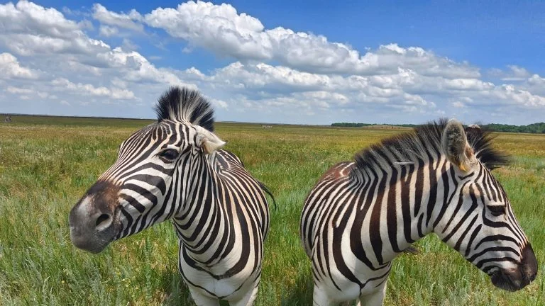 Окупанти хочуть розробити туристичний маршрут “Генічеськ – Асканія-Нова”