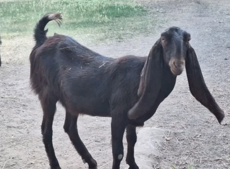 Окупанти відкрили у заповіднику “Асканія-Нова” контактний зоокуточок з козами і вівцями