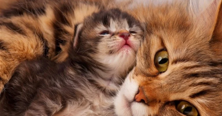 У Херсоні ДСНСники врятували з-під завалів кошенят (відео)