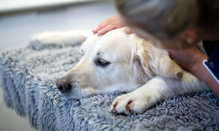 У Бериславському районі зняли карантинні обмеження стосовно лептоспірозу тварин