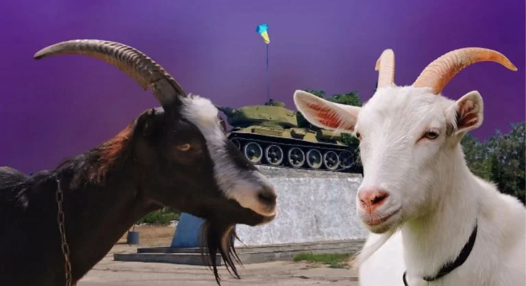 Війна наздоганяла двічі. Історія про єдину козину ферму Херсонщини (відео)