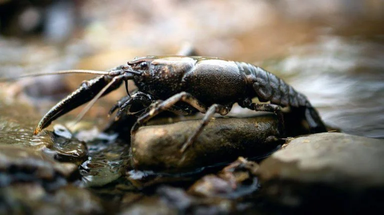 На водоймах Херсонщини введено заборону на вилов річкових раків