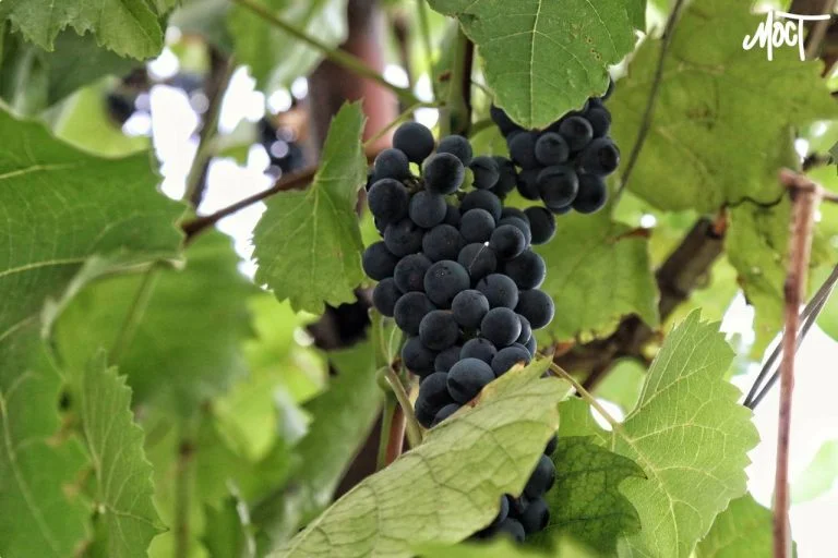 На ТОТ Херсонщини знищена галузь виноградарства, – Сальдо