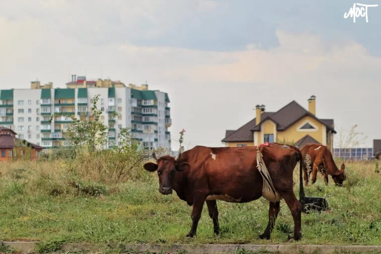 На деокупованій Херсонщині працюють лише 8 тваринницьких господарств