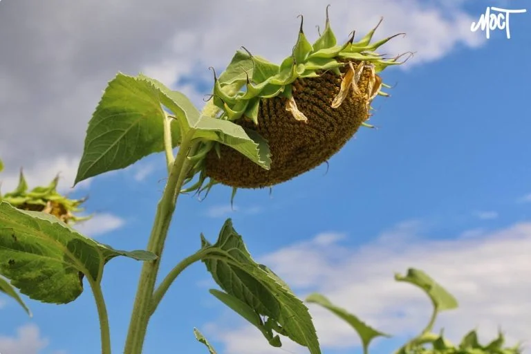 Землекористувачі Херсонщини поповнили місцеві бюджети на понад 51 мільйон гривень