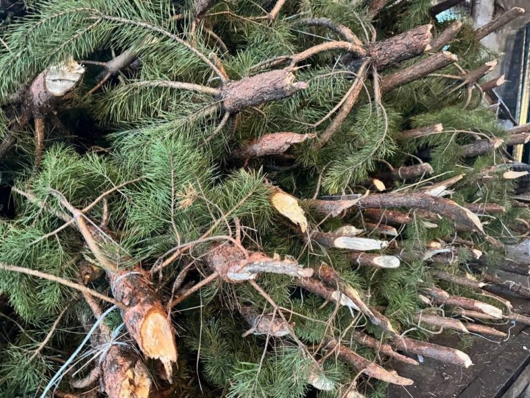 “Ліс перемоги”: окупанти незаконно зрубали 400 ялинок на Херсонщині Окупанти незаконно зрубали 400 ялинок на Херсонщині і відправили їх до Генічеська.