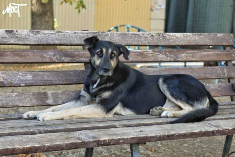 У Бериславському районі Херсонщини планують створити притулок для тварин У Бериславському районі Херсонщини зафіксовано випадок сказу
