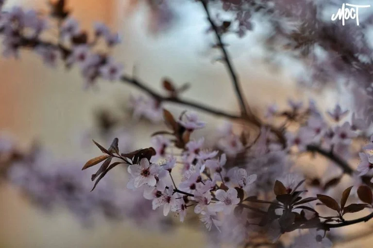 У Херсоні зафіксували найхолоднішу квітневу ніч за останні 70 років