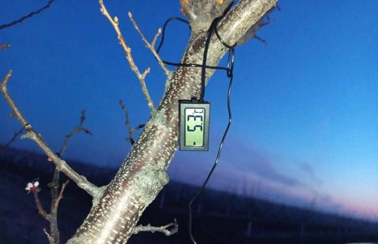 Через заморозки на Херсонщині знищено абрикосовий сад