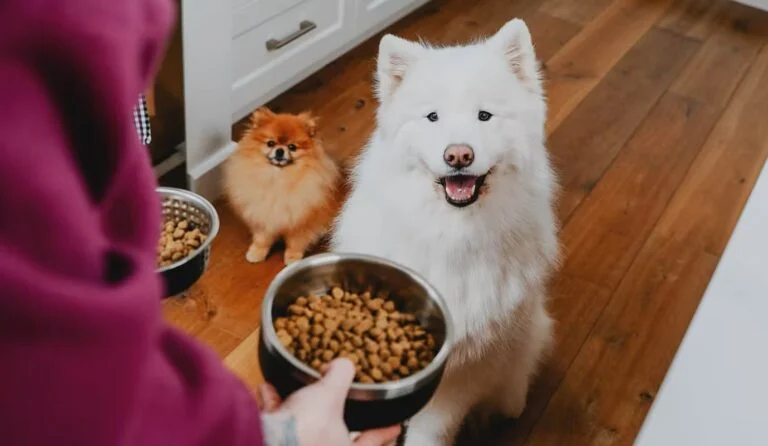 5 корисних добавок у кормах для собак