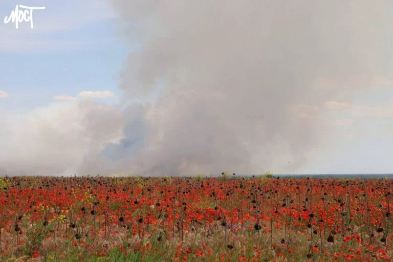 Науковець пояснив чому на полях Херсонщини спостерігається рясне цвітіння маків