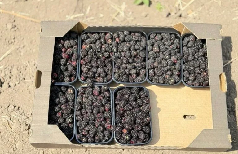 Окупанти вивозитимуть ожину з Херсонщини до Росії