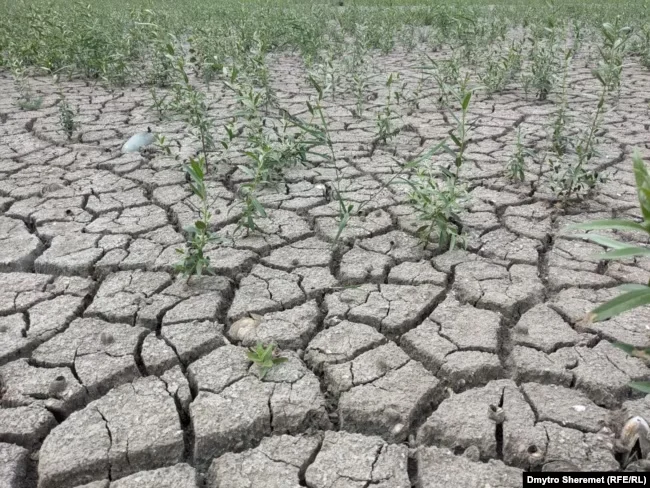 Агропідприємства на ТОТ Херсонщини два роки не платять пайовикам
