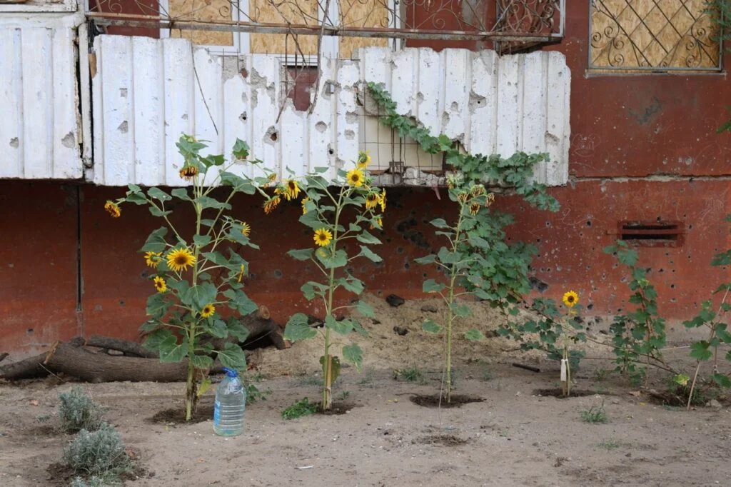 Соняхи біля пошкодженого будинку на херсонському Острові