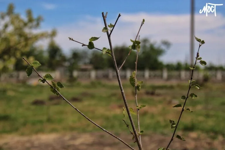 In the temporarily occupied territory of Kherson region, during the fire hazard period, more than 2,500 hectares of forest burned ліс дерево природа