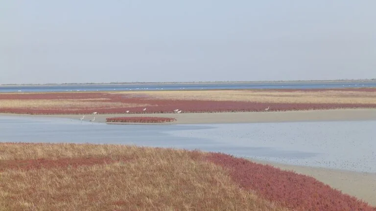 Під приводом “охорони території” окупанти передали Чорноморському заповіднику детектор дронів