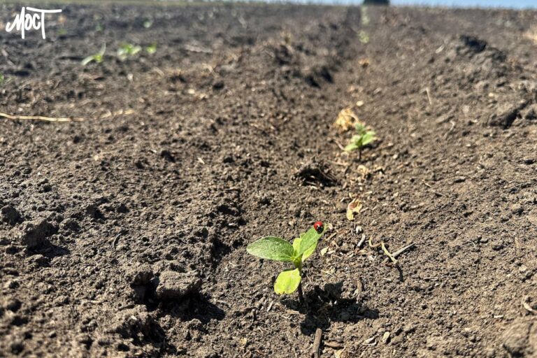 У Херсонському районі засіяли майже 12 тисяч гектарів озимими культурами Поле аграрії