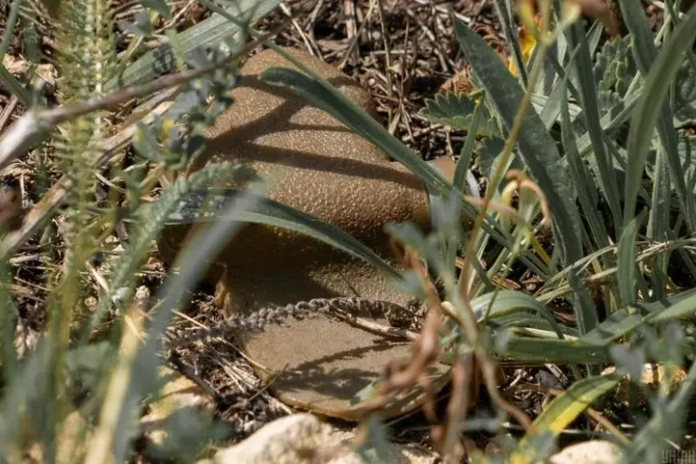 У Дніпровському районі Херсона зафіксували нові випадки дистанційного мінування