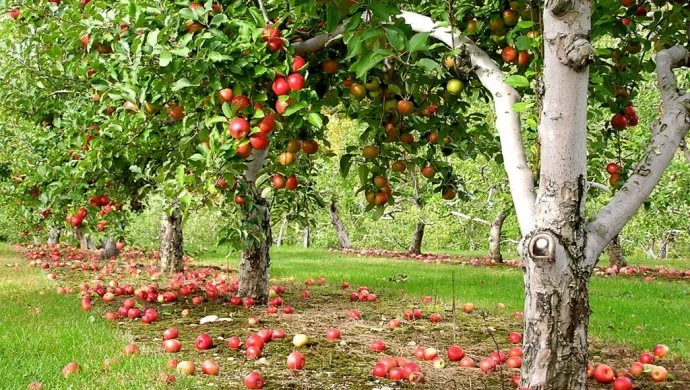 The occupiers want to establish orchards in the Kherson region