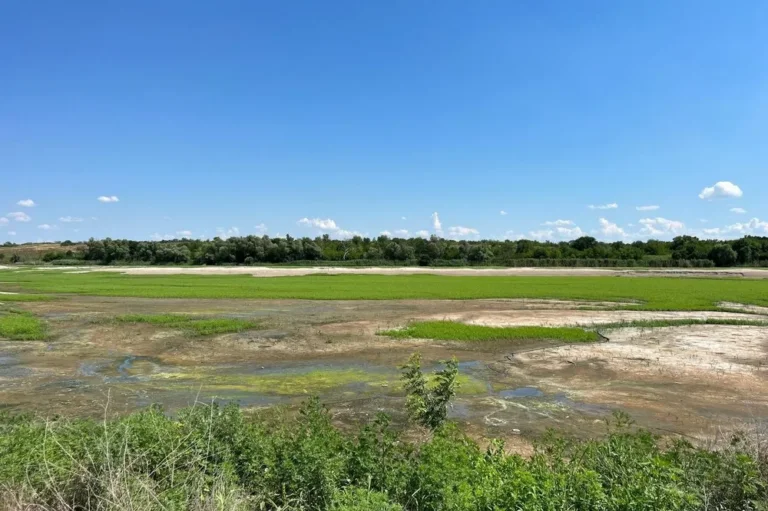 Scientists did not expect such rapid growth of willow forests on the bottom of the Kakhovka Reservoir