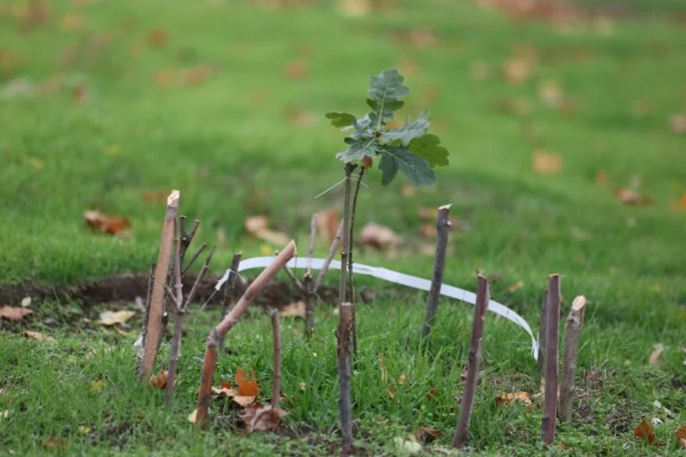 Autumn 2025 in Kherson region became one of the warmest