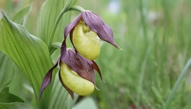 In the Kherson region, a new nature reserve could be created in honor of the Falz-Fein family