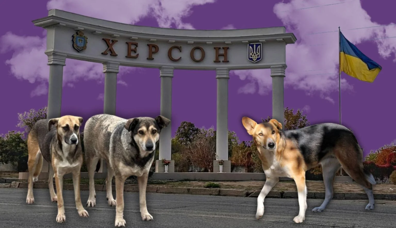 How stress and shelling turned Kherson dogs into a threat