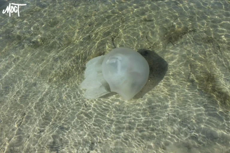 Медуза лежить у прозорій мілкій морській воді