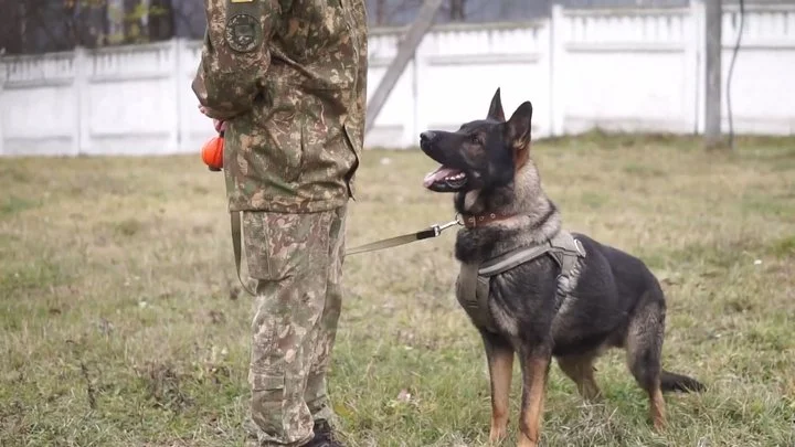 The female canine handler who was wounded during the demining of Kherson region has returned to duty